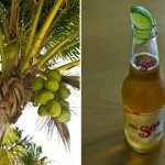 tropical tree sol beer isla mujeres wedding picture