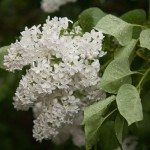 wedding lilac festival mackinac island northern michigan photo