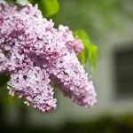 purple lilac mackinac island michigan photo
