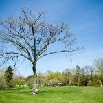 engagement couple sitting under large tree spring michigan photo