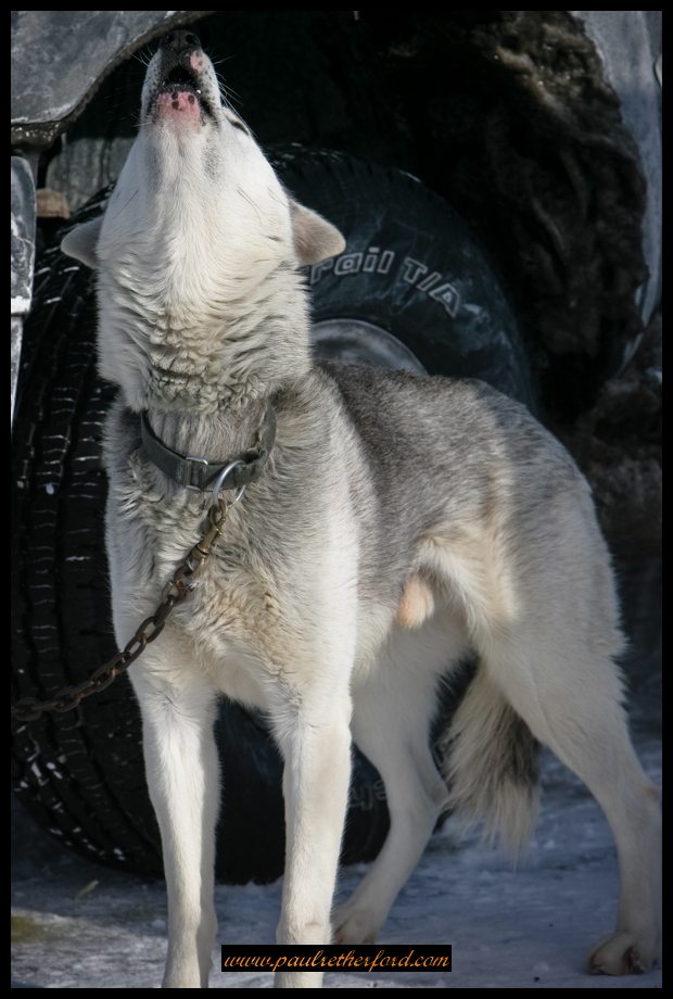 Kinross_Dog_Sled_Race_Image_2009-0007