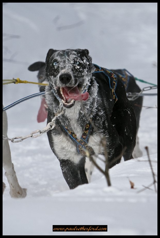 Kinross_Dog_Sled_Race_Image_2009-0069