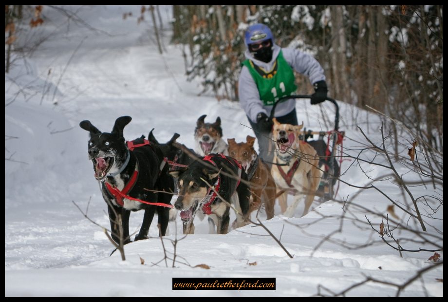 Kinross_Dog_Sled_Race_Image_2009-0087
