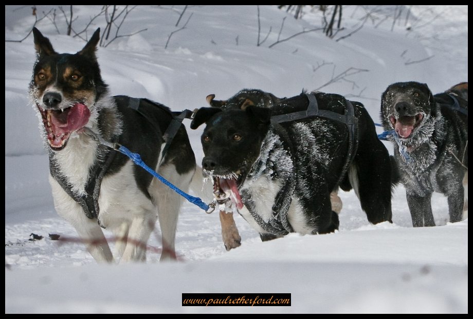 Kinross_Dog_Sled_Race_Image_2009-0090