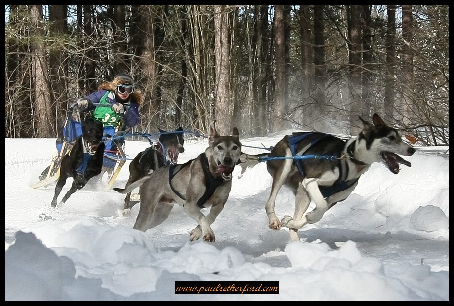 Kinross_Dog_Sled_Race_Image_2009-0145