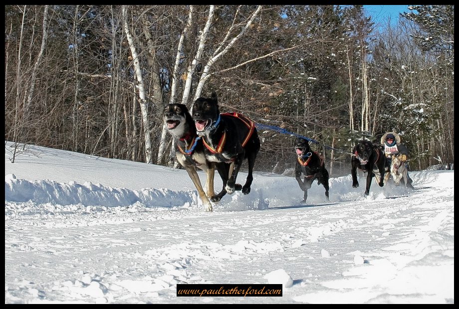 Kinross_Dog_Sled_Race_Image_2009-0186
