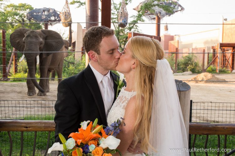 elephant wedding photo toledo zoo