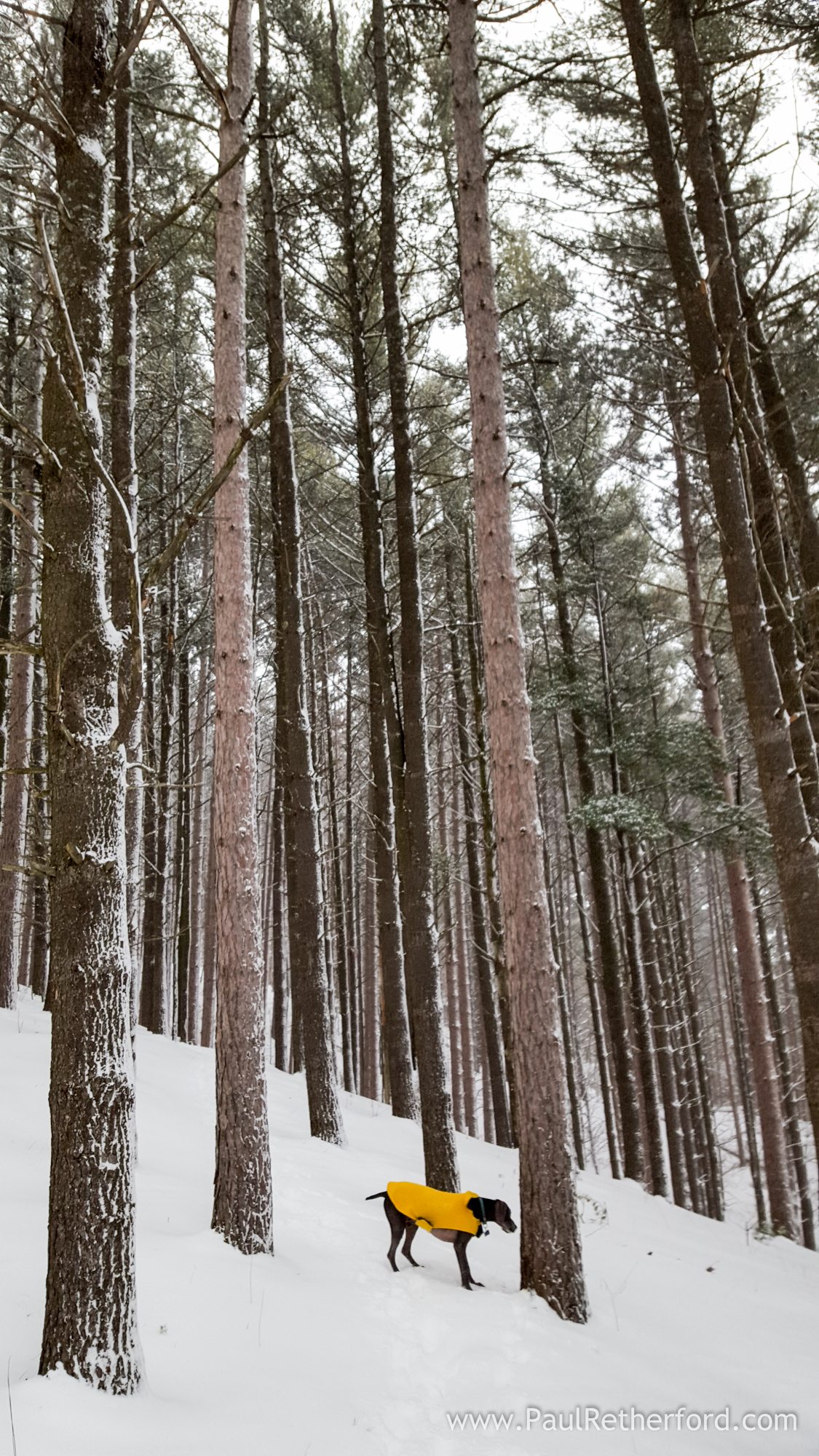 winter sports park photo