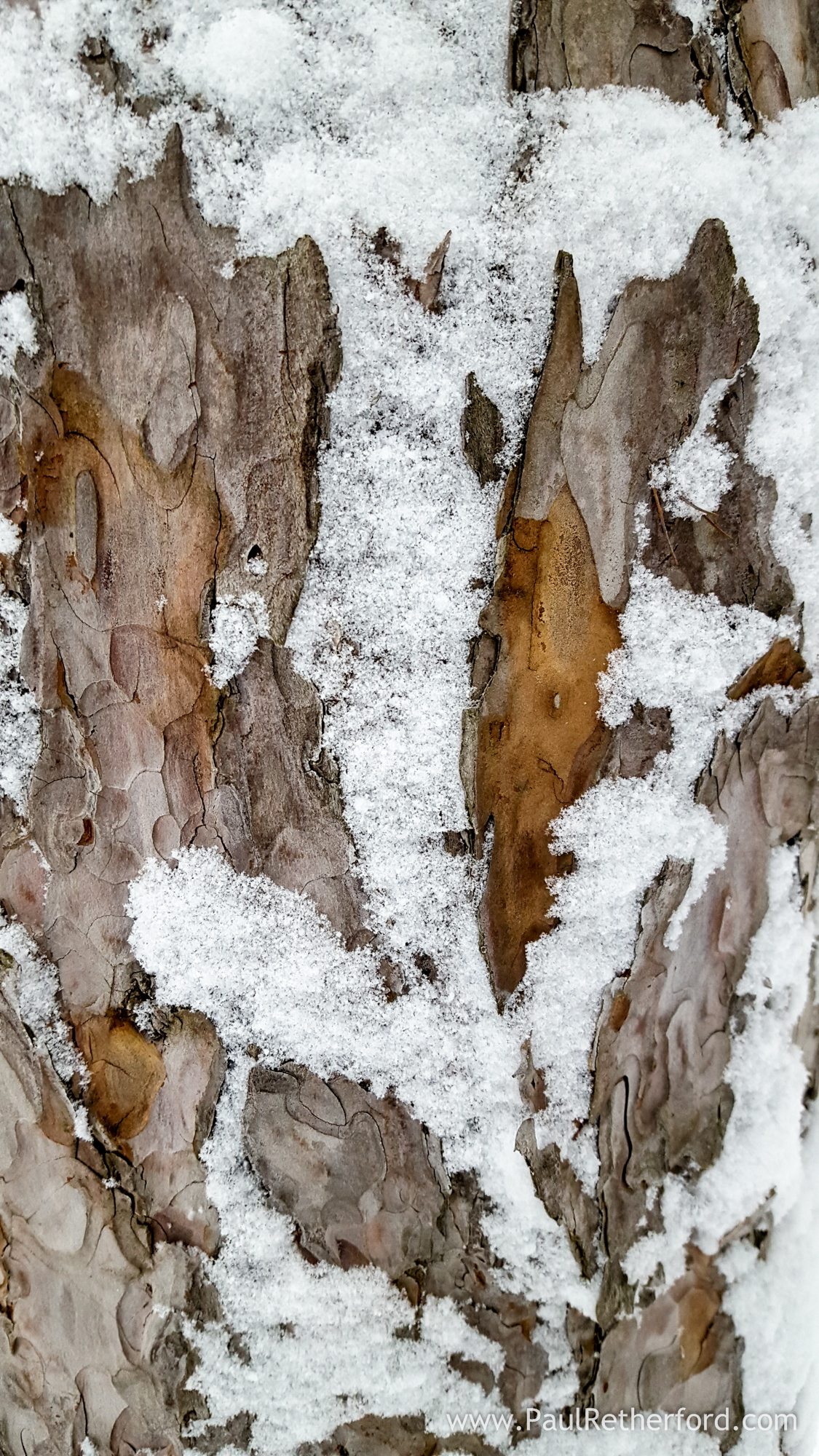 pine tree bark design winter photo