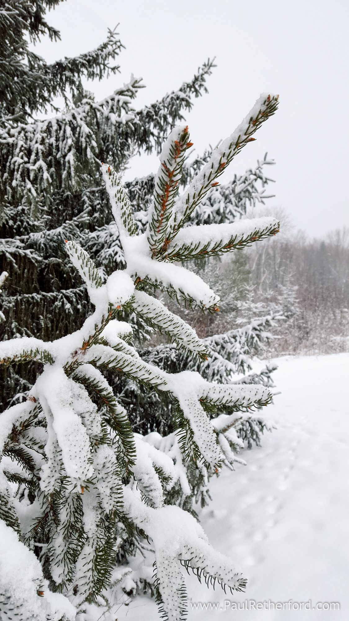 snow on pine tree photo