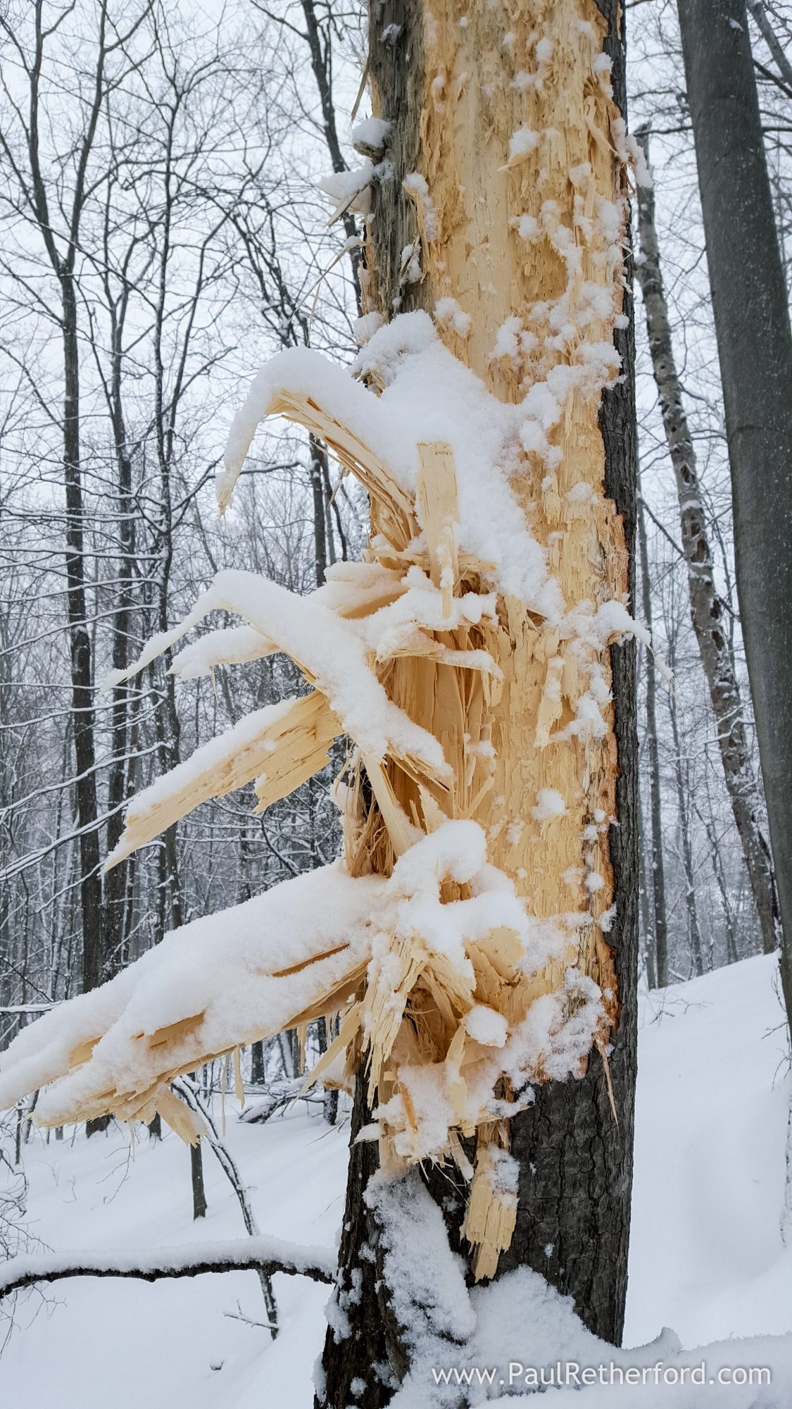 bear tearing up tree bark photo