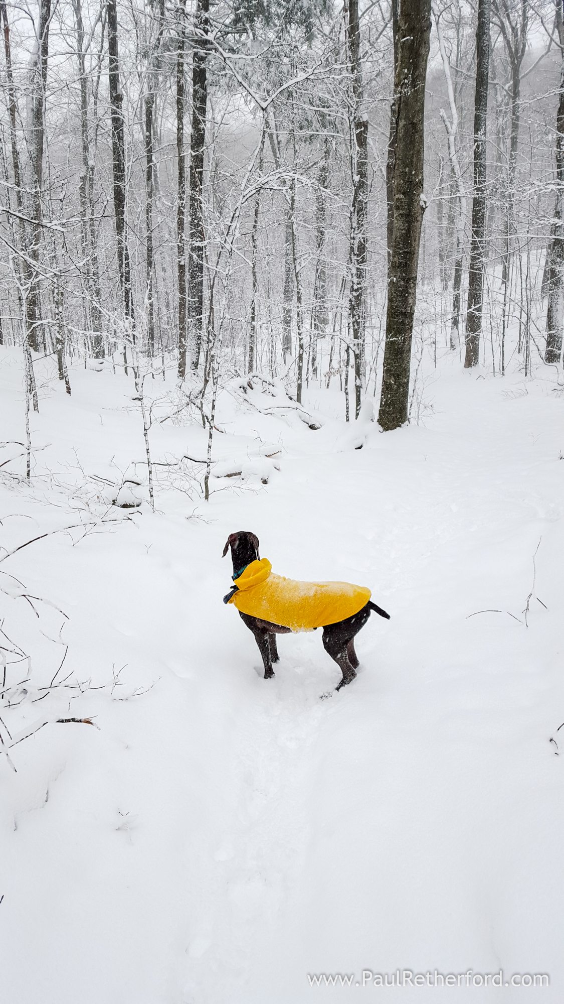 weimaraner in snow winter photo