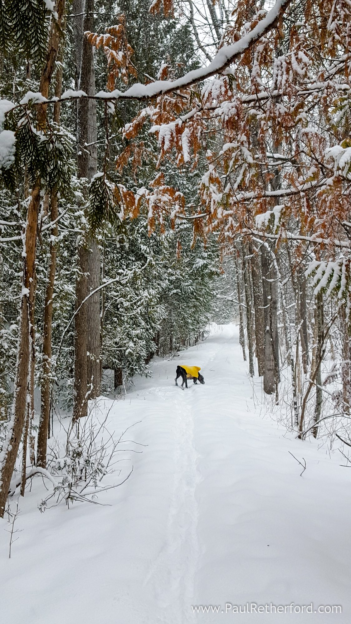 bay view woods in the winter photo