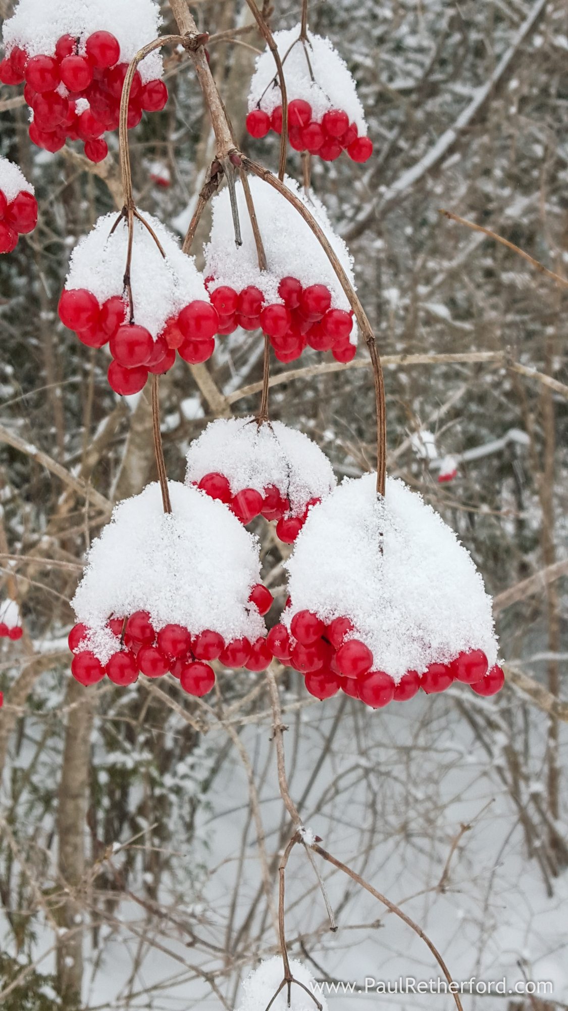 winter red berries and snow photo