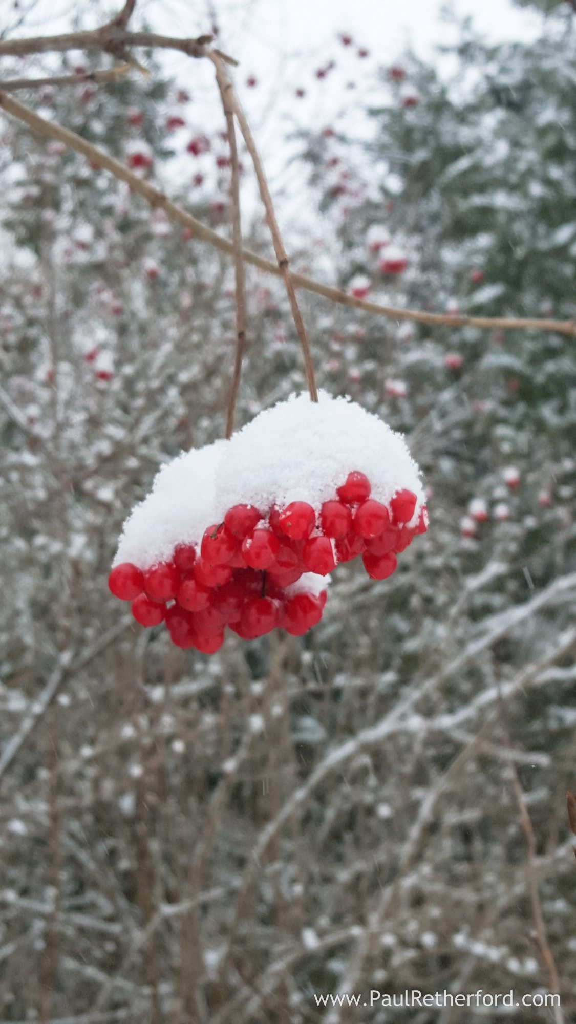 winter red berries snow photo