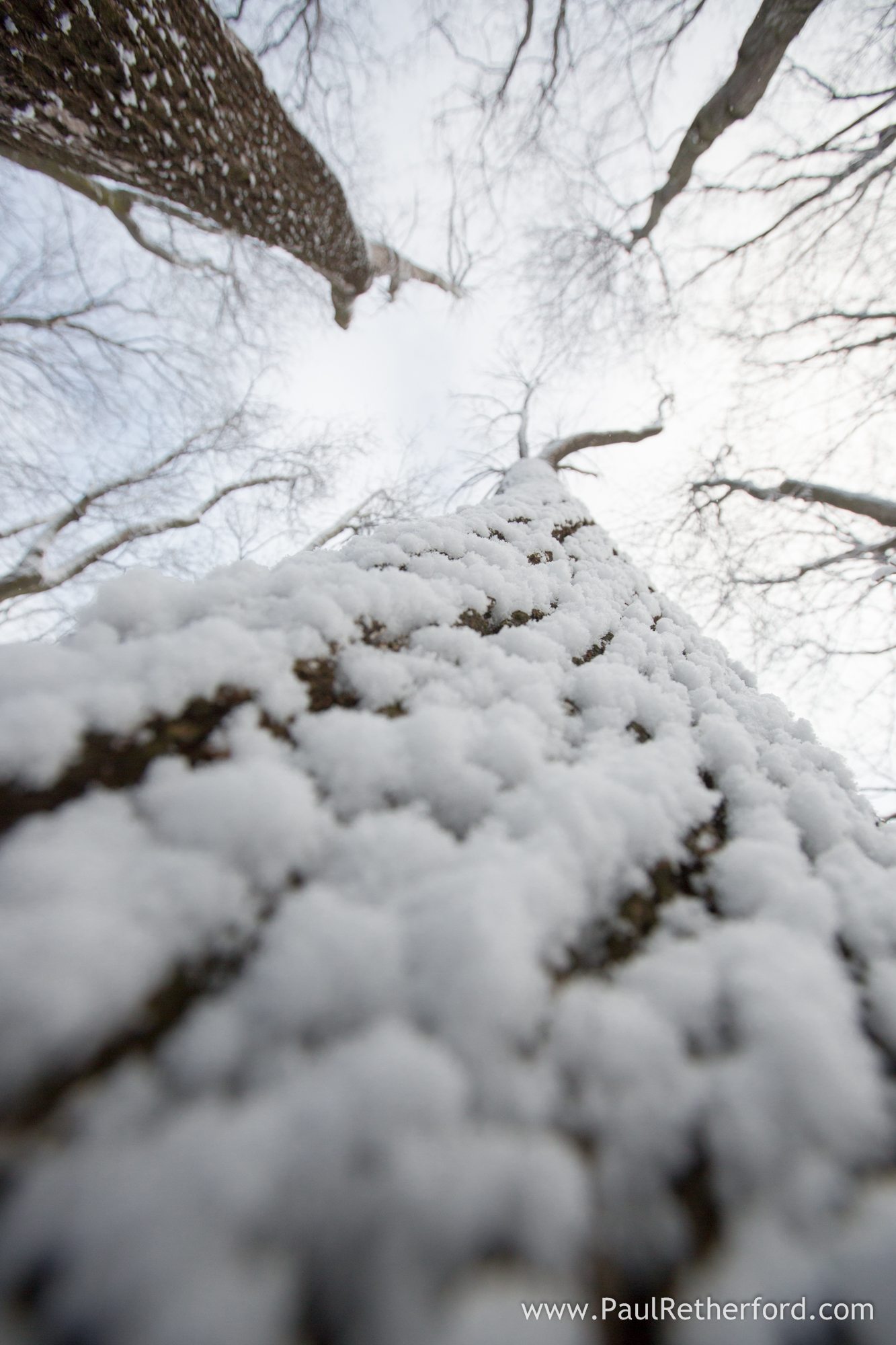 petoskey michigan winter storm photo