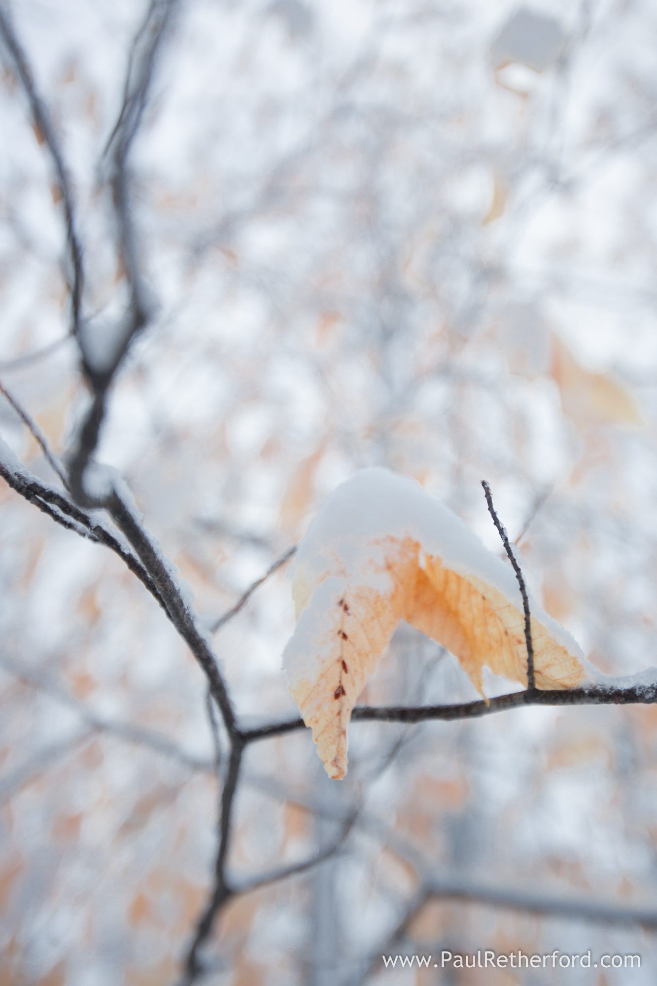 Petoskey winter snow on trees photo