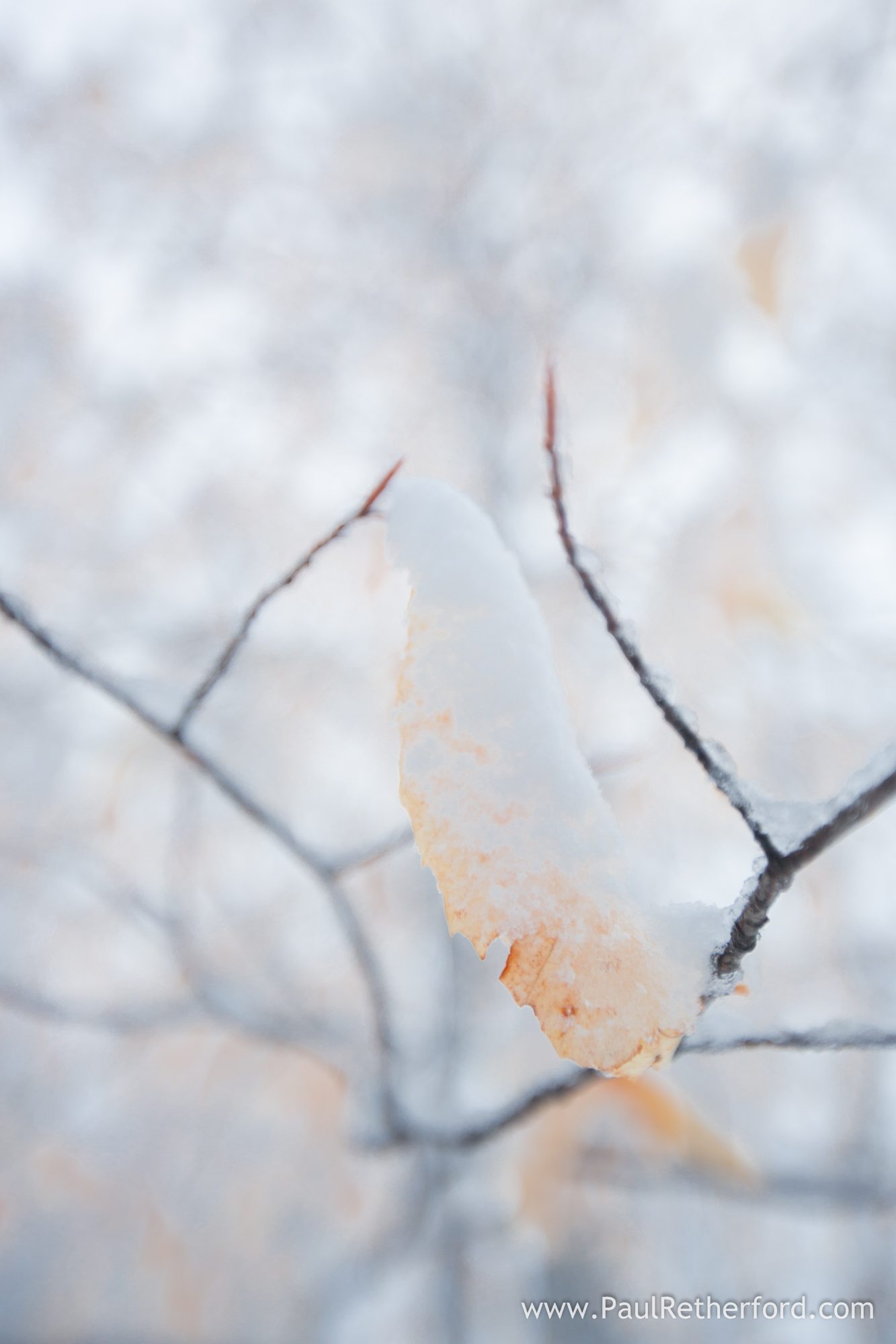 photo snow on tree northern michigan
