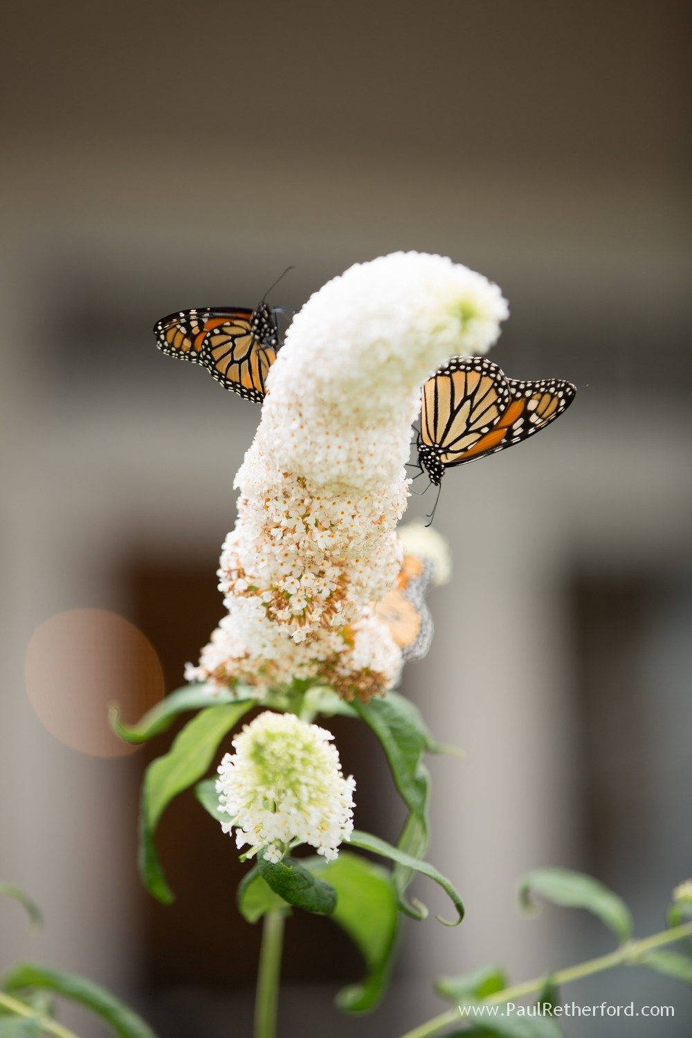 butterflies in petoskey photo