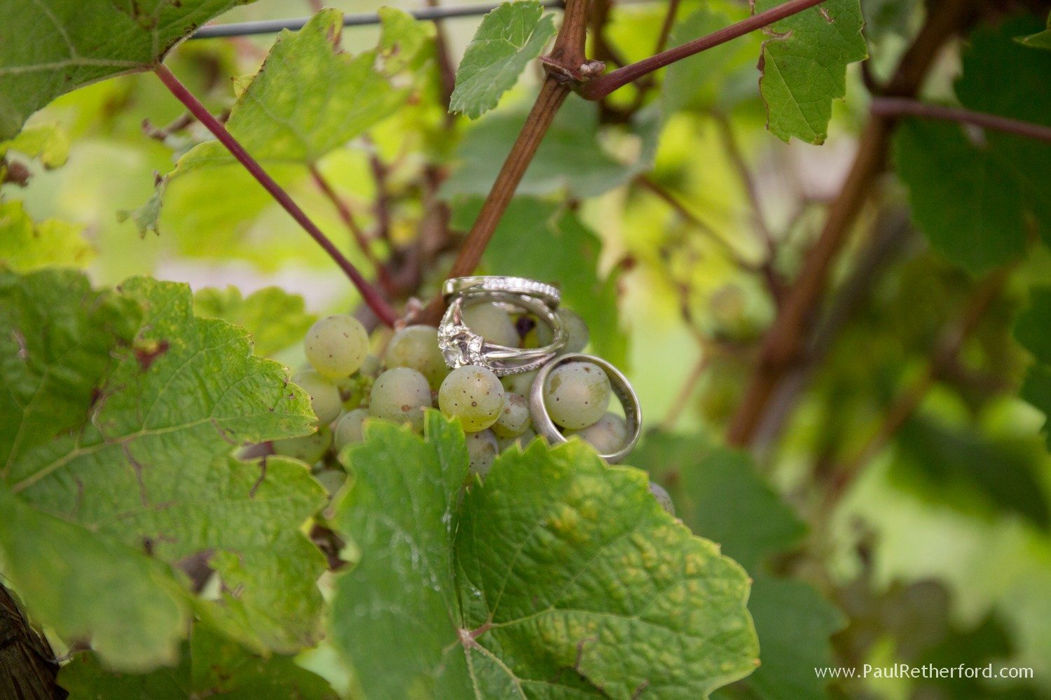wedding ring vineyard photo