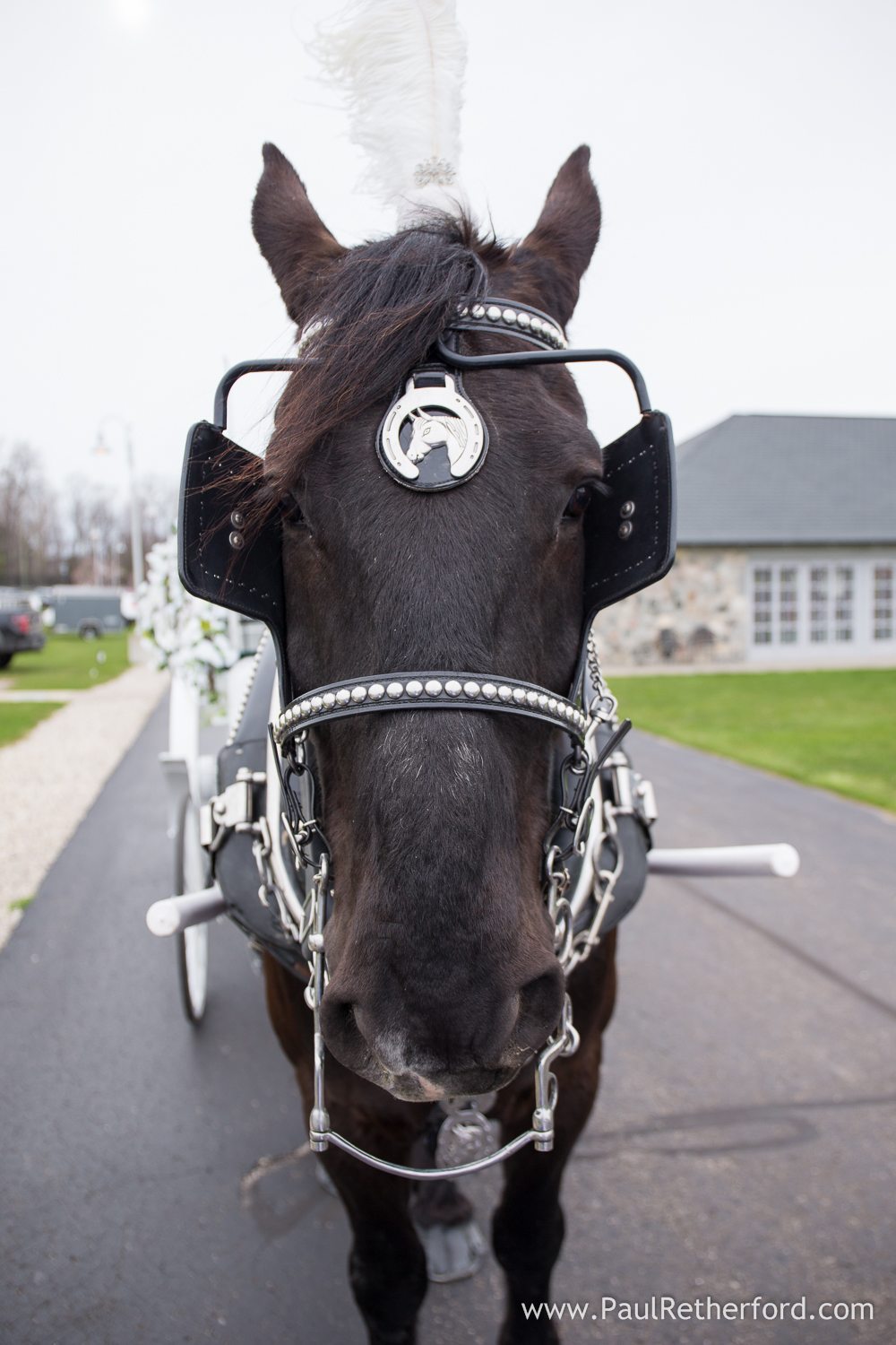 photo wedding buggy down carriage