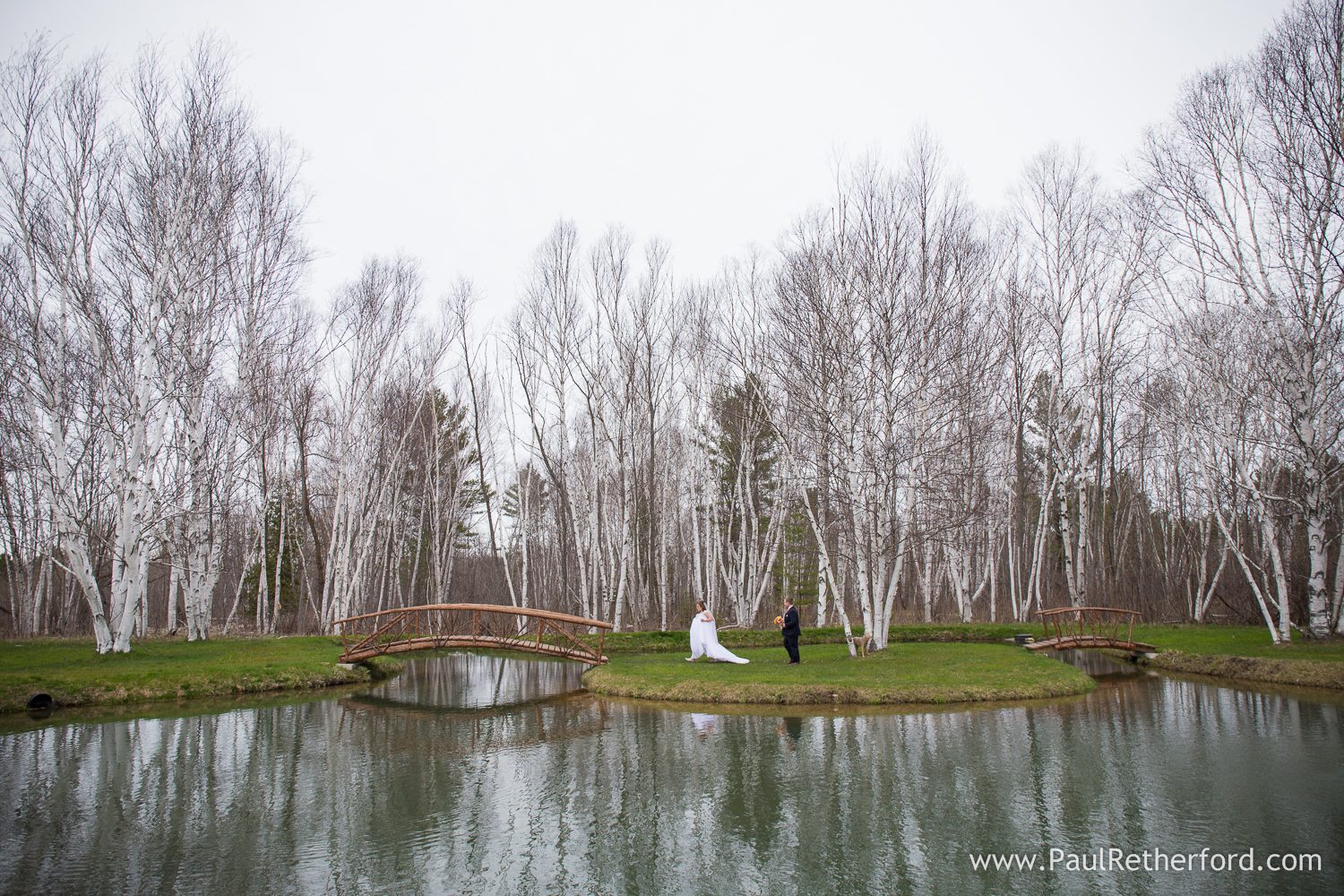 birch forest at castle farms photo