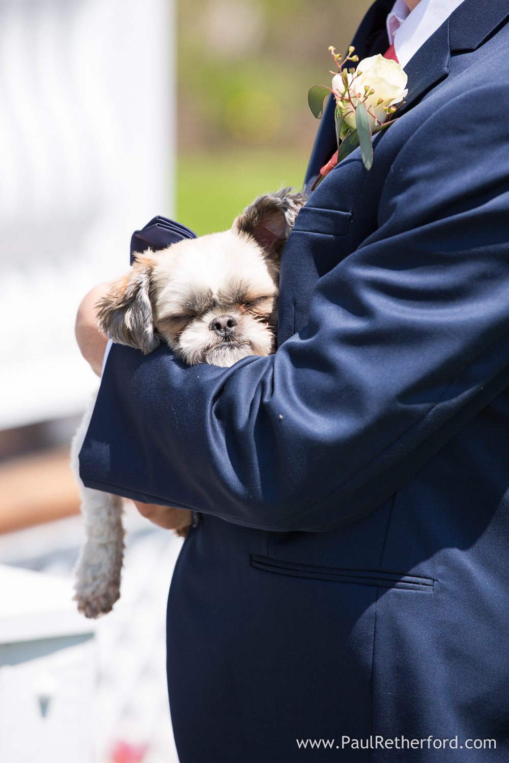 dog friendly on mackinac island photo
