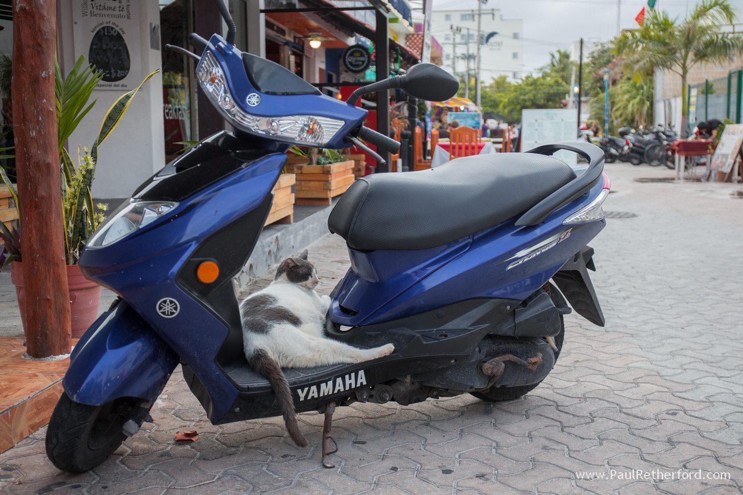 cat sleeping on moped photo