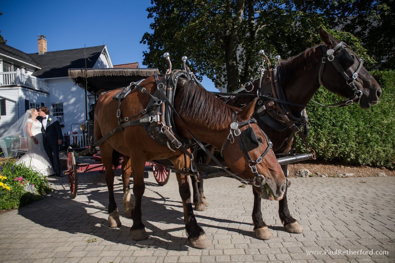horse carriage mackinac island favorite