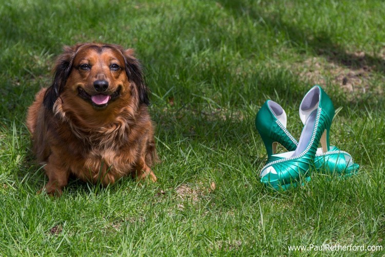 dog wedding shoes photo