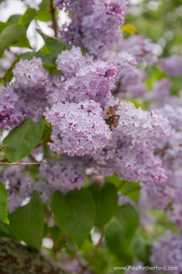 Mackinac Island lilac festival photography