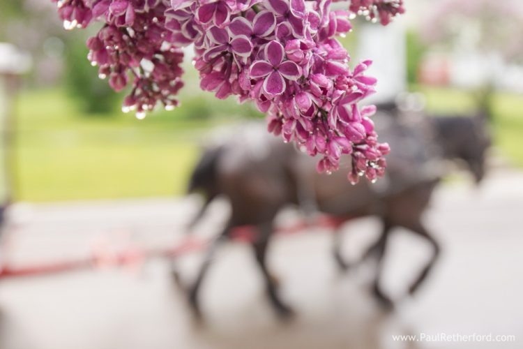 horses and lilacs mackinac island michigan