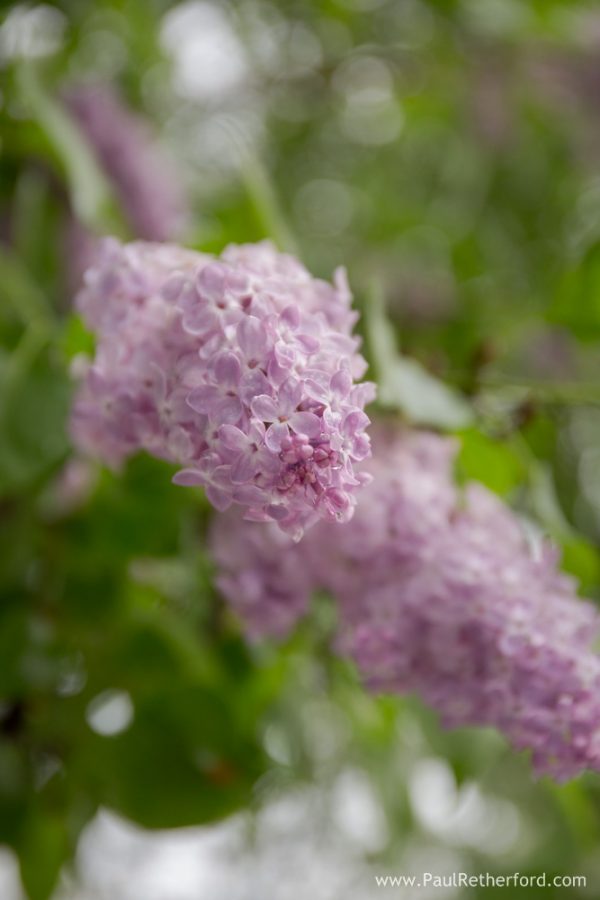 lilacs mackinac island