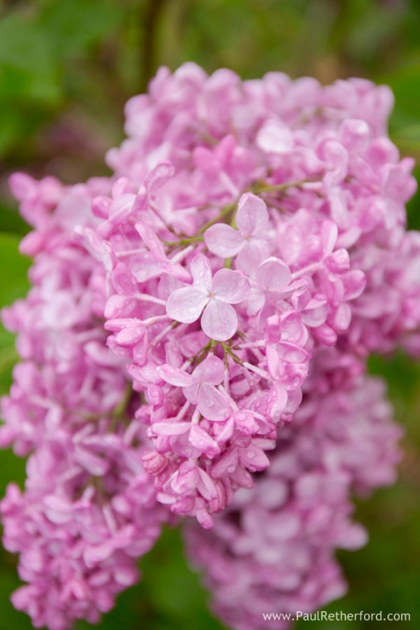 mackinac island lilac festival photo