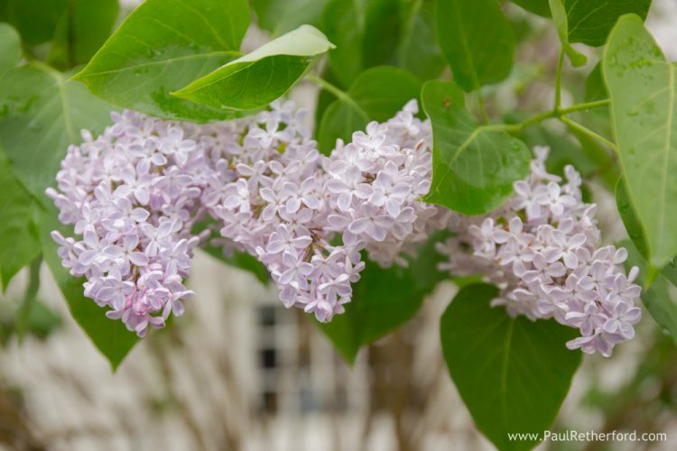 spring bloom lilacs 