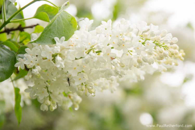 lilacs mackinac island photo