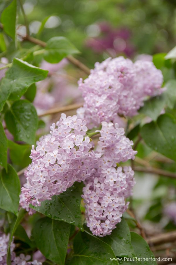 lilac nature photographer 