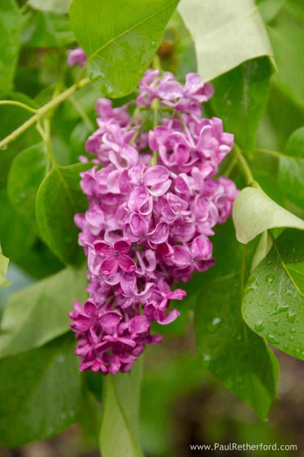 lilac photo