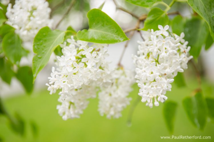 Mackinac Island lilac festival photography