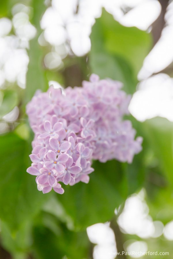 mackinac island lilac festival photo