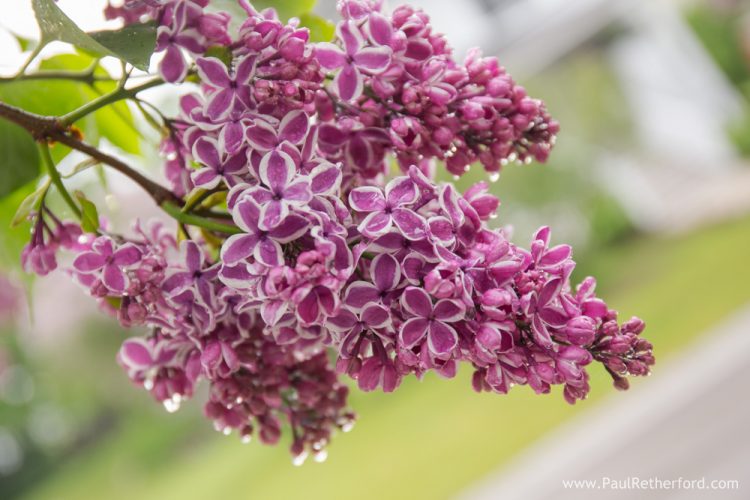 lilacs on mackinac island photo