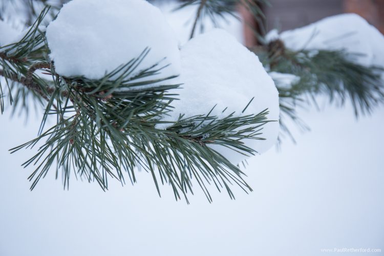 snow on trees northern michigan