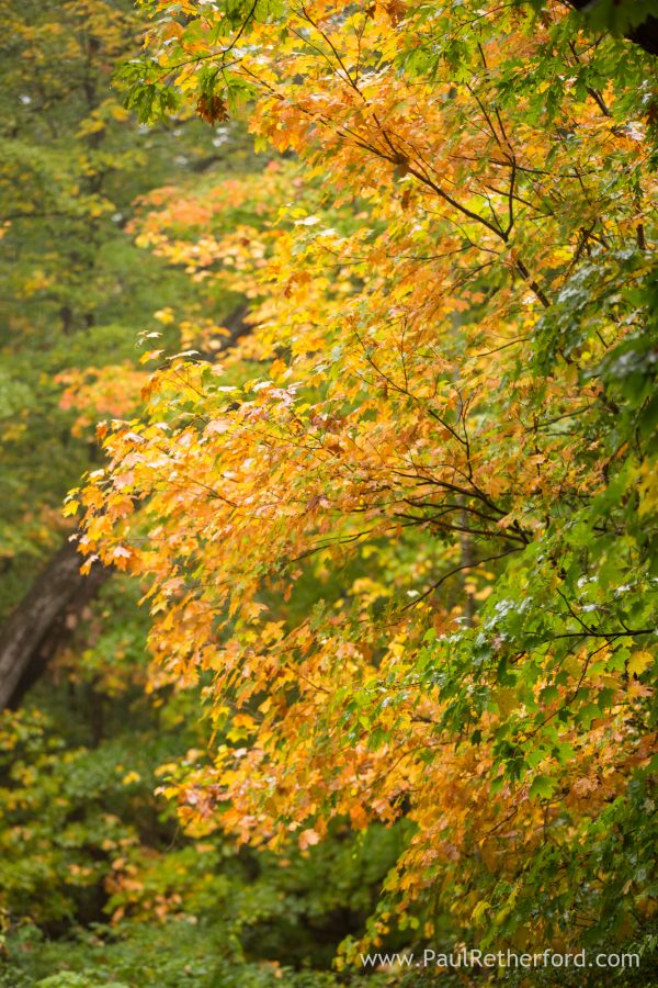 fall color stoney creek metropark photo