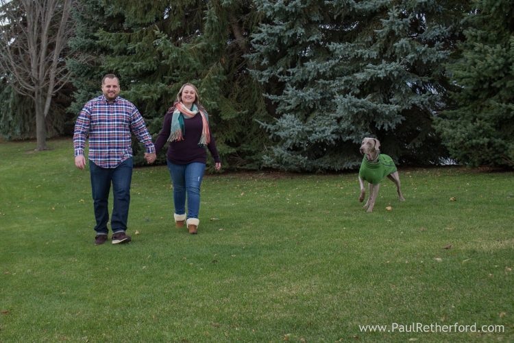 weimaraner dog engagement photo